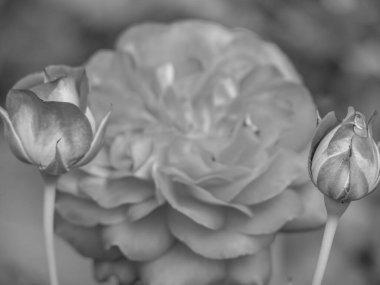 Bahçede yaz zamanı