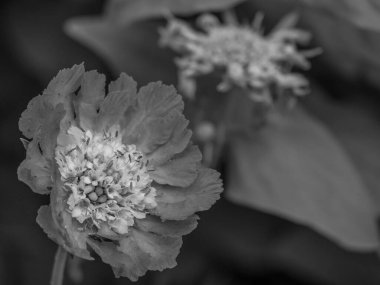 Bahçede yaz zamanı