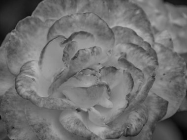 Bahçede yaz zamanı