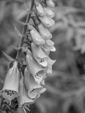 Bahçede yaz zamanı