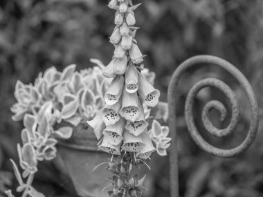 Bahçede yaz zamanı