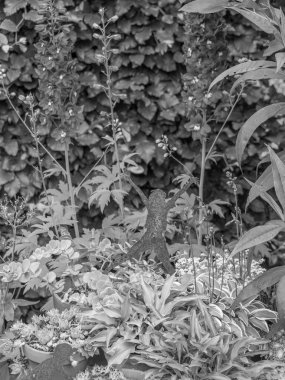 Bahçede yaz çiçekleri