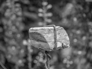 Bahçede yaz çiçekleri