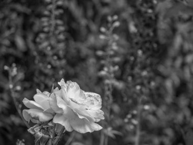 Bahçede yaz çiçekleri