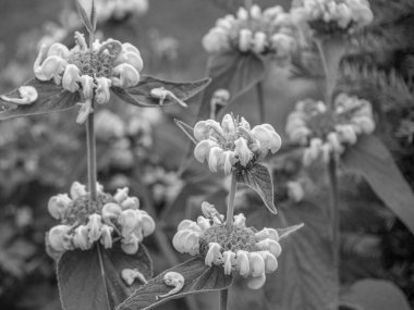 Bahçede yaz çiçekleri