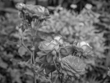 Bahçede yaz çiçekleri