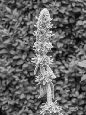 Bahçede yaz çiçekleri