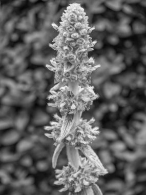 Bahçede yaz çiçekleri