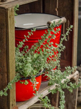 Bahçede yaz çiçekleri