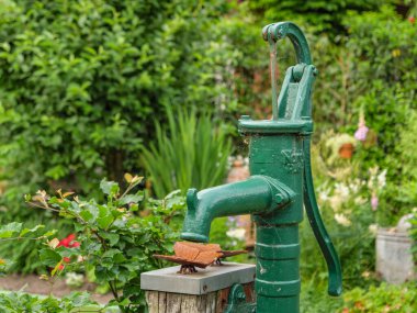 Bahçede yaz çiçekleri