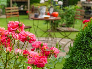 Bahçede yaz çiçekleri