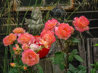 Bahçede yaz çiçekleri