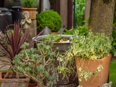 Bahçede yaz çiçekleri