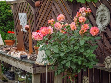 Bahçede yaz çiçekleri