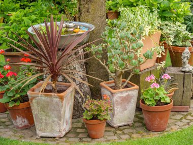 Bahçede yaz çiçekleri