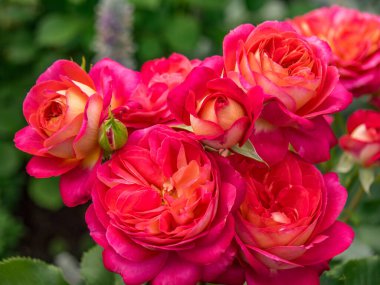 Bahçede yaz çiçekleri