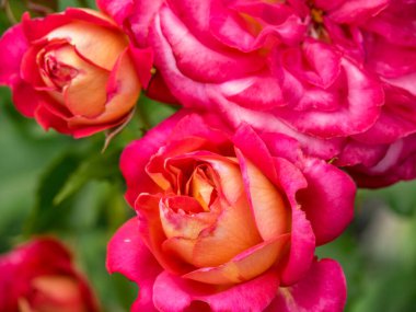 Bahçede yaz çiçekleri