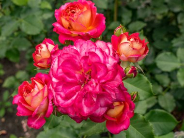 Bahçede yaz çiçekleri