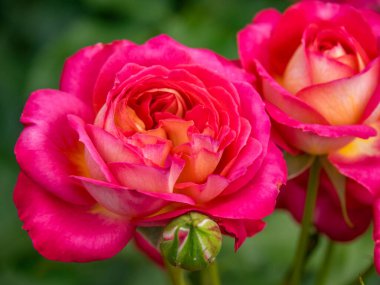 Bahçede yaz çiçekleri