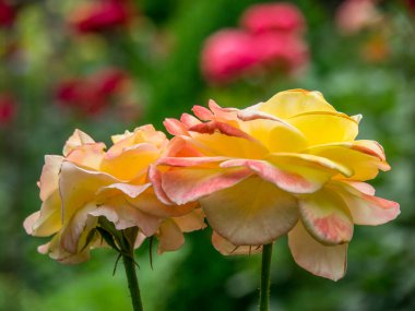 Bahçede yaz çiçekleri