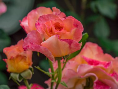 Bahçede yaz çiçekleri