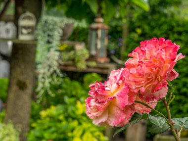 Bahçede yaz çiçekleri