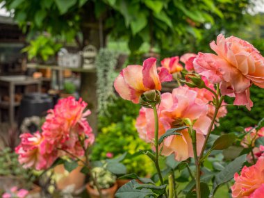 Bahçede yaz çiçekleri