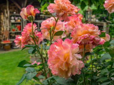 Bahçede yaz çiçekleri