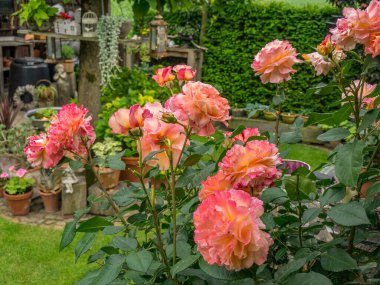 Bahçede yaz çiçekleri