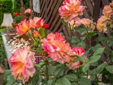 Bahçede yaz çiçekleri