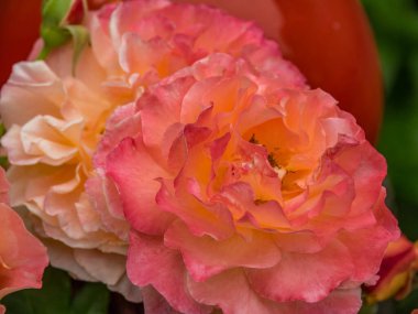 Bahçede yaz çiçekleri