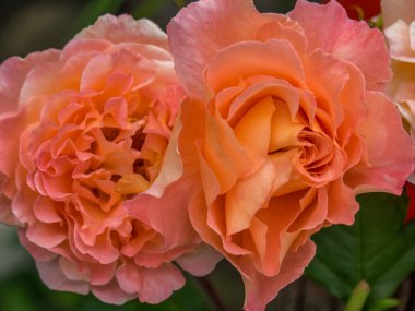 Bahçede yaz çiçekleri