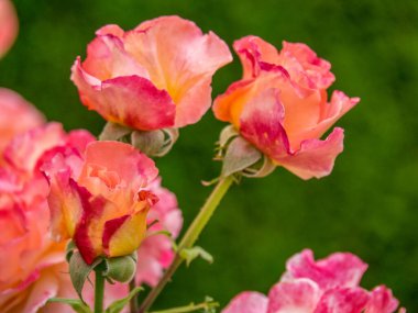 Bahçede yaz çiçekleri