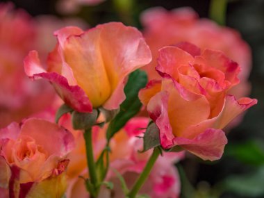 Bahçede yaz çiçekleri