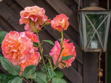 Bahçede yaz çiçekleri