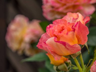 Bahçede yaz çiçekleri