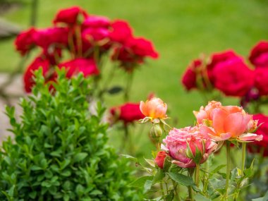 Bahçede yaz çiçekleri