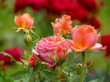 Bahçede yaz çiçekleri