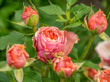 Bahçede yaz çiçekleri