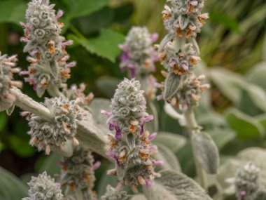 Bahçede yaz çiçekleri