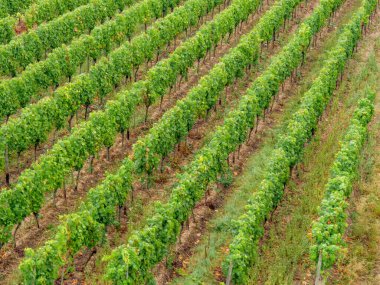 Almanya 'daki Ren Nehri' nde bingen