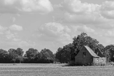 Vestfalya 'da bir çayırda inekler