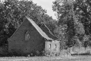 Vestfalya 'da bir çayırda inekler