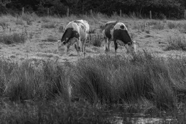 Vestfalya 'da bir çayırda inekler