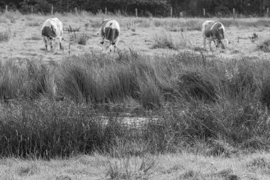 Vestfalya 'da bir çayırda inekler
