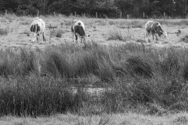 Vestfalya 'da bir çayırda inekler
