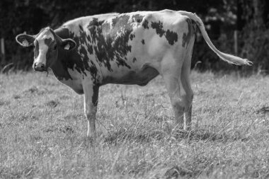 Vestfalya 'da bir çayırda inekler