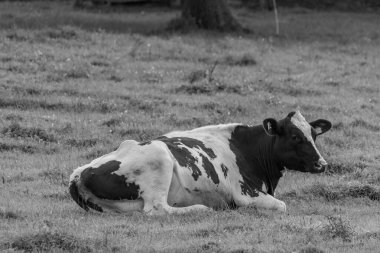 Vestfalya 'da bir çayırda inekler