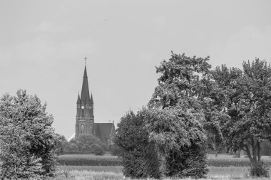 Vestfalya 'da bir çayırda inekler