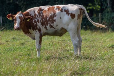 Vestfalya 'da bir çayırda inekler
